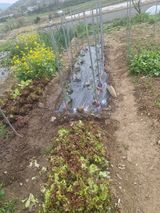 텃밭농사초보님의 작성글 사진