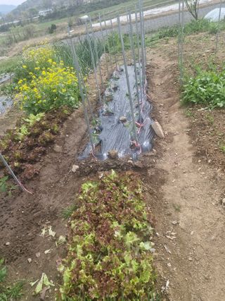 텃밭농사초보님의 고추 · 영농일지 작성글 사진