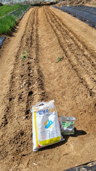 박희정님의 옥수수 · 영농일지 작성글 사진