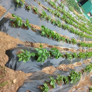 김건우님의 감자 · 영농일지 작성글 사진