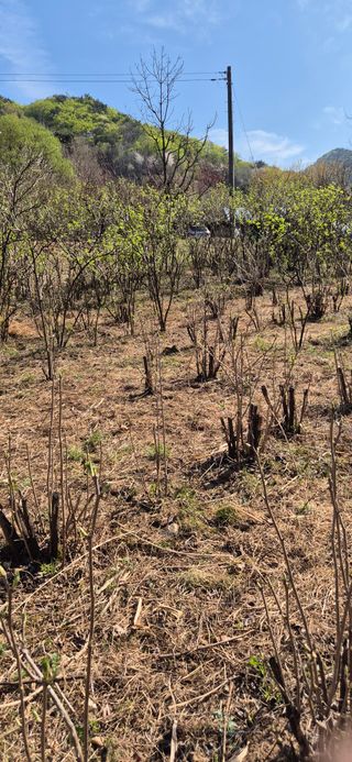 매실21434님의 기타작물 · 영농일지 작성글 사진
