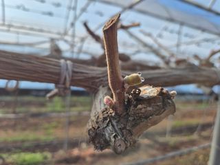 정일식님의 포도 · 영농일지 작성글 사진