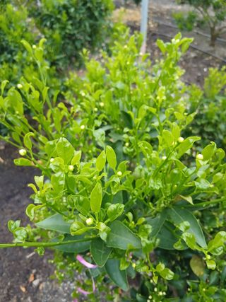 라이온3241님의 귤 · 영농일지 작성글 사진