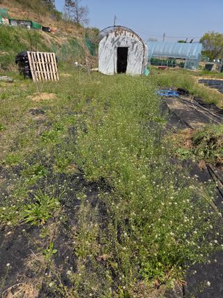 텃밭입문님의 기타작물 · 영농일지 작성글 사진