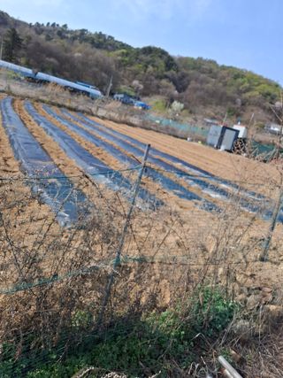 오이18491님의 참깨 · 영농일지 작성글 사진
