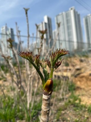 베리의정원님의 두릅 · 영농일지 작성글 사진