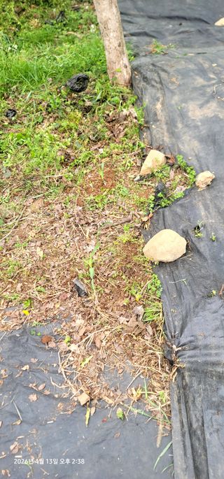 박종화님의 기타작물 · 영농일지 작성글 사진