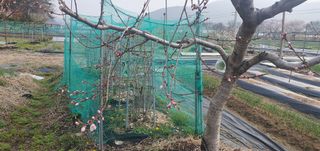 박상중님의 기타작물 · 영농일지 작성글 사진