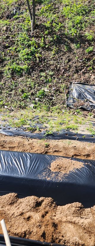 안나님의 기타작물 · 영농일지 작성글 사진