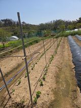 텃밭입문님의 작성글 사진