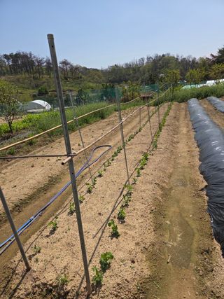 텃밭입문님의 기타작물 · 영농일지 작성글 사진