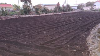 대화21824님의 고추 · 영농일지 작성글 사진