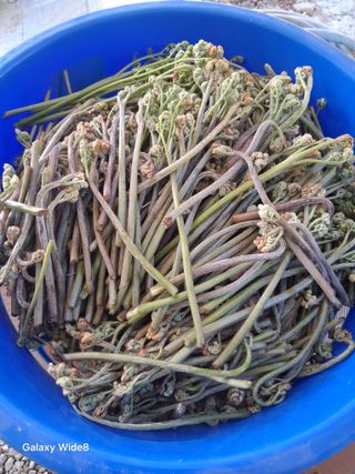 윤종경님의 기타작물 · 영농일지 작성글 사진