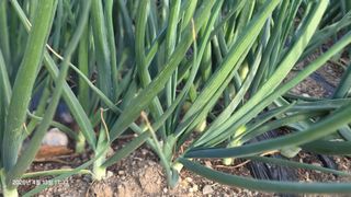 박용열조물주님 님의 양파 · 영농일지 작성글 사진