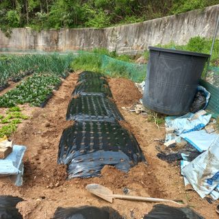 김건우님의 감자 · 영농일지 작성글 사진