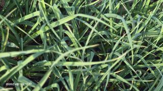 박용열조물주님 님의 양파 · 영농일지 작성글 사진