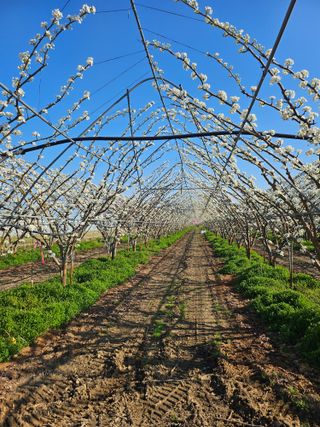 조영민님의 배 · 영농일지 작성글 사진
