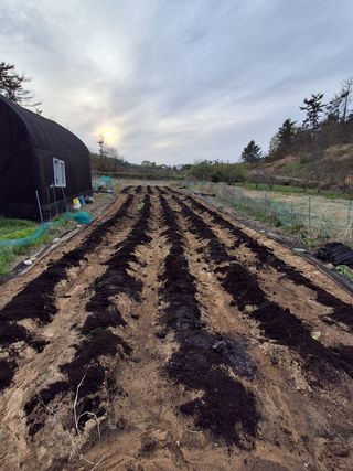 하중규(고추 재배)님의 기타작물 · 영농일지 작성글 사진
