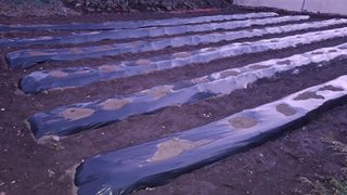 대화21824님의 고추 · 영농일지 작성글 사진