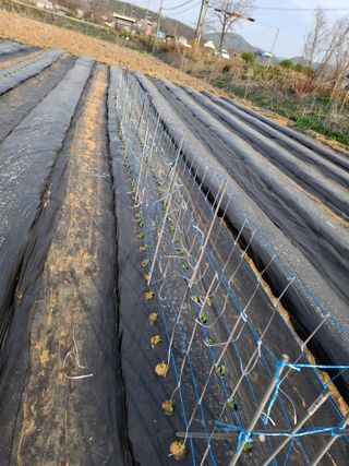 백영호님의 배추 · 영농일지 작성글 사진
