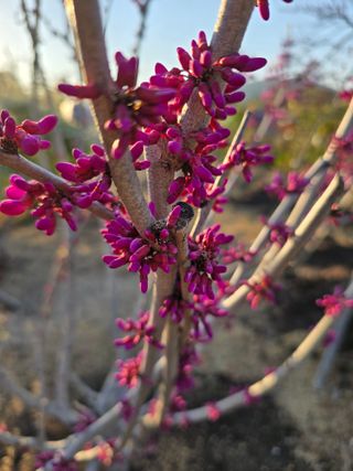 김영순님의 기타작물 · 영농일지 작성글 사진