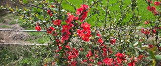 강호지인님의 기타작물 · 영농일지 작성글 사진