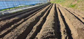 강연수님의 고추 · 영농일지 작성글 사진