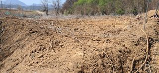 이복길님의 기타작물 · 영농일지 작성글 사진