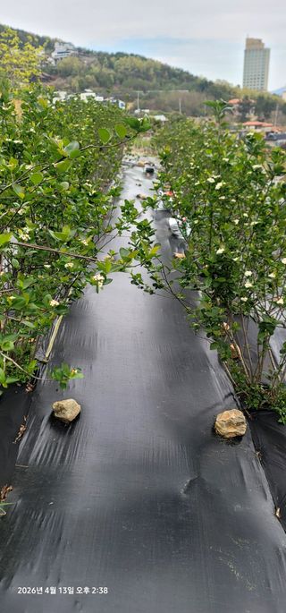 박종화님의 기타작물 · 영농일지 작성글 사진