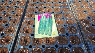 월굴리이승재님의 오이 · 영농일지 작성글 사진