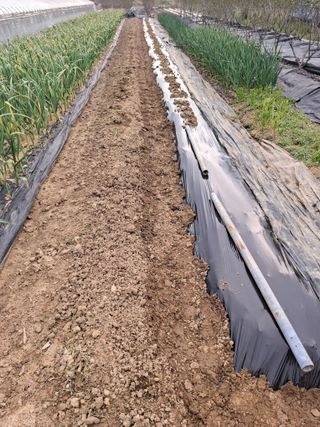 마늘14470님의 기타작물 · 영농일지 작성글 사진