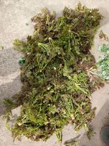 팜모닝 기타작물·영농일지 게시글 이미지