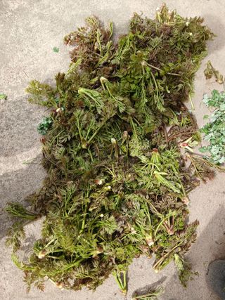 김윤철님의 기타작물 · 영농일지 작성글 사진