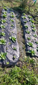 팜모닝 기타작물·영농일지 게시글 이미지