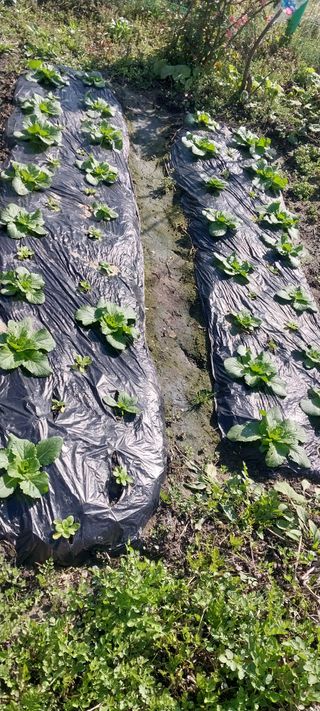 주말 농원(이시원)님의 기타작물 · 영농일지 작성글 사진