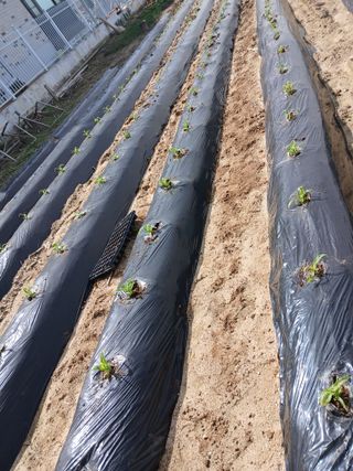 최남옥님의 기타작물 · 영농일지 작성글 사진