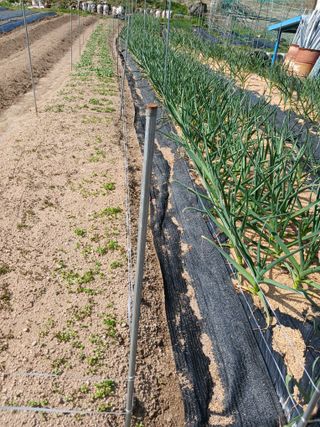 소율이네농장님의 고구마 · 영농일지 작성글 사진