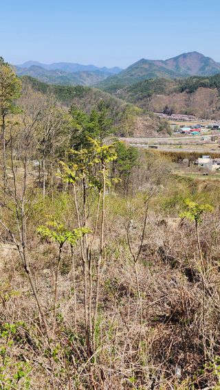 서성환님의 두릅 · 영농일지 작성글 사진