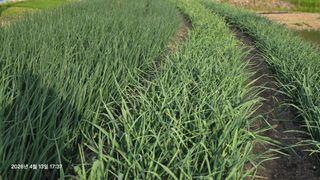 박용열조물주님 님의 양파 · 영농일지 작성글 사진