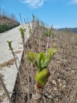 팜모닝 블루베리·영농일지 게시글 이미지