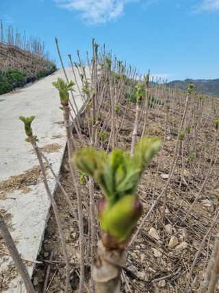팜모닝회원 정정섭 님의 블루베리 · 영농일지 작성글 사진