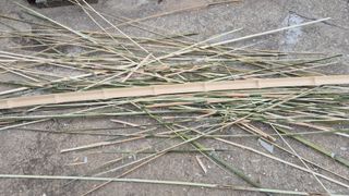 촌사리(김정대)님의 기타작물 · 영농일지 작성글 사진