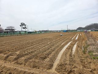 YAN JIAPENG님의 감자 · 영농일지 작성글 사진