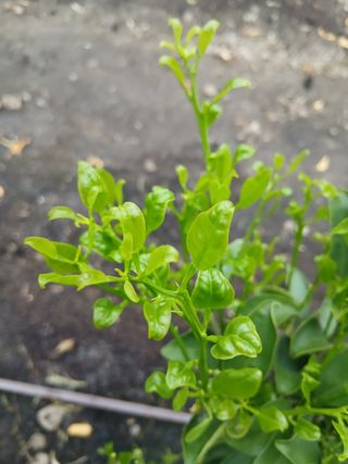 라이온3241님의 귤 · 영농일지 작성글 사진