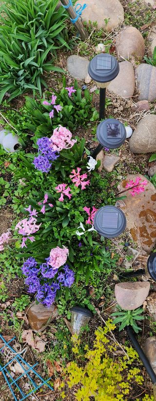 안나님의 기타작물 · 영농일지 작성글 사진