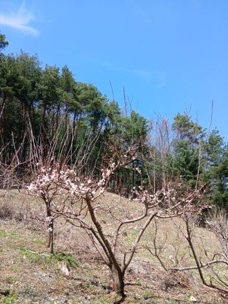 인생은 소풍처럼~님의 기타작물 · 영농일지 작성글 사진