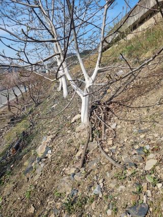 김용대님의 기타작물 · 영농일지 작성글 사진