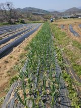 팜모닝 마늘·영농일지 게시글 이미지