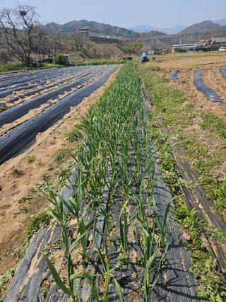 작은세우님의 마늘 · 영농일지 작성글 사진