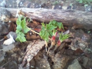 김홍중님의 두릅 · 영농일지 작성글 사진